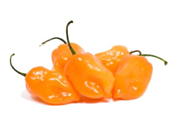 Habanero Chile Pepper seed  Capsicum chinense habenero